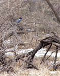 Belted Kingfisher 7514